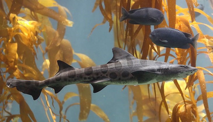 Beautiful, unique and fascinating species of sharks that are the least aggressive, and least dangerous to human beings and pose the least risk or threat, The Leopard Shark (Triakis semifasciata)