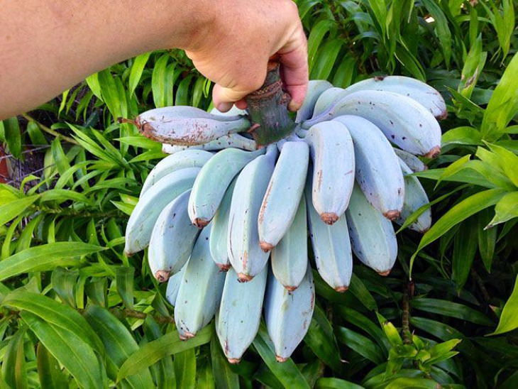 Fruits That Taste Like a Dessert,  Blue Java Banana
