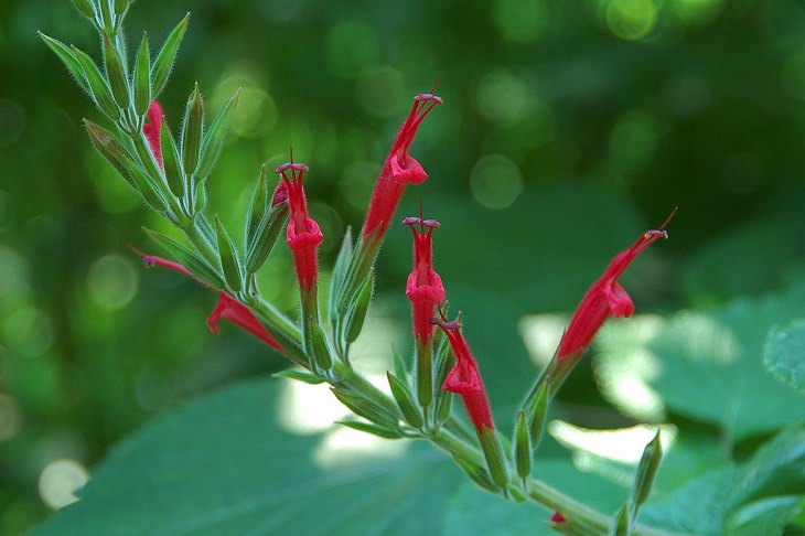 Flowers from around the world that are both edible and beautiful, Pineapple Sage (Salvia elegans)