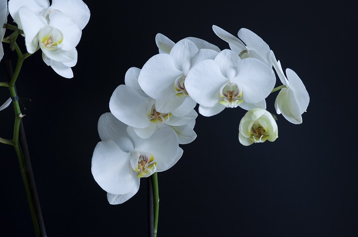 Flowers from around the world that are both edible and beautiful, Moth Orchid (Phalaenopsis amabilis)
