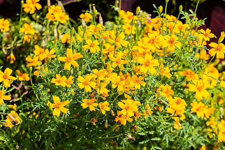 Flowers from around the world that are both edible and beautiful, Golden Marigold (Tagetes tenuifolia)