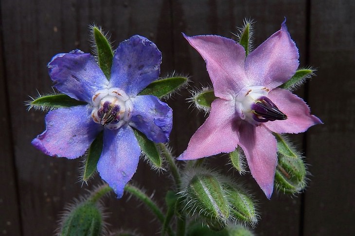 Flowers from around the world that are both edible and beautiful, Borage (Borago officinalis)