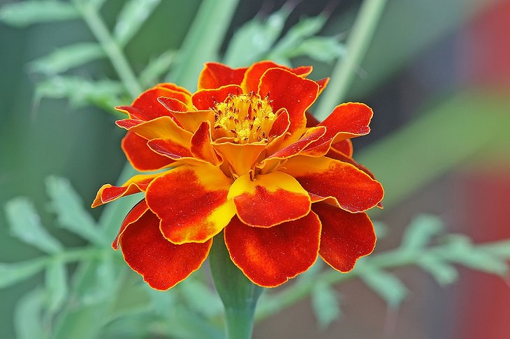 Flowers from around the world that are both edible and beautiful, French Marigold (Tagetes patula)