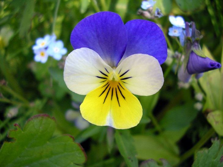 Flowers from around the world that are both edible and beautiful, Wild pansy (Viola Tricolor)