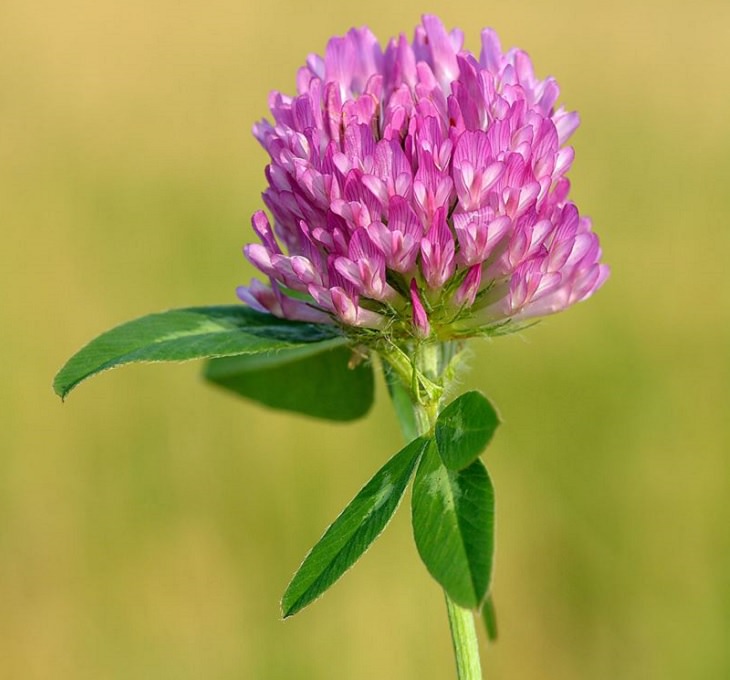 Flowers from around the world that are both edible and beautiful, Red Clover (Trifolium pratense)