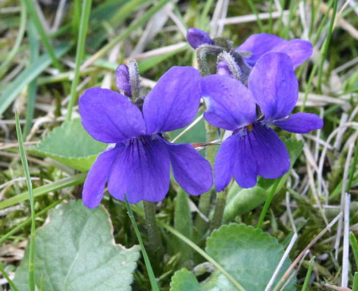 Flowers from around the world that are both edible and beautiful, Sweet Violet (Viola odorata)