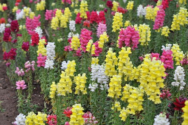 Flowers from around the world that are both edible and beautiful, Snapdragon (Antirrhinum majus)