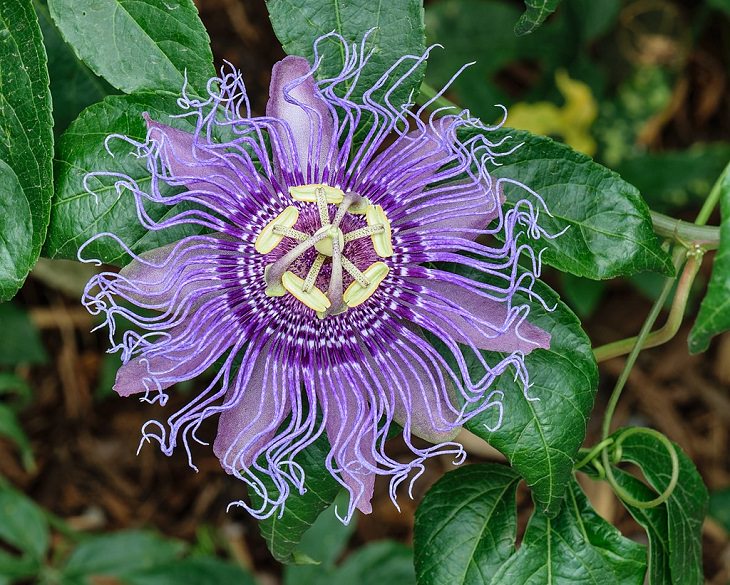 Flowers from around the world that are both edible and beautiful, Passion Flower (Passiflora Incarnata)