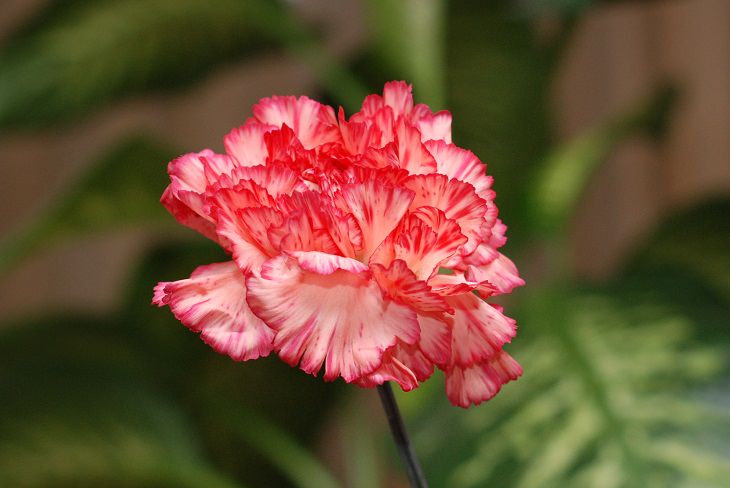 Flowers from around the world that are both edible and beautiful, Carnation (Dianthus caryophyllus)
