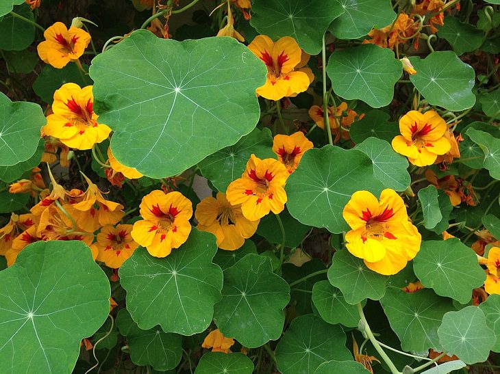 Flowers from around the world that are both edible and beautiful, Indian Cress (Tropaeolum majus)