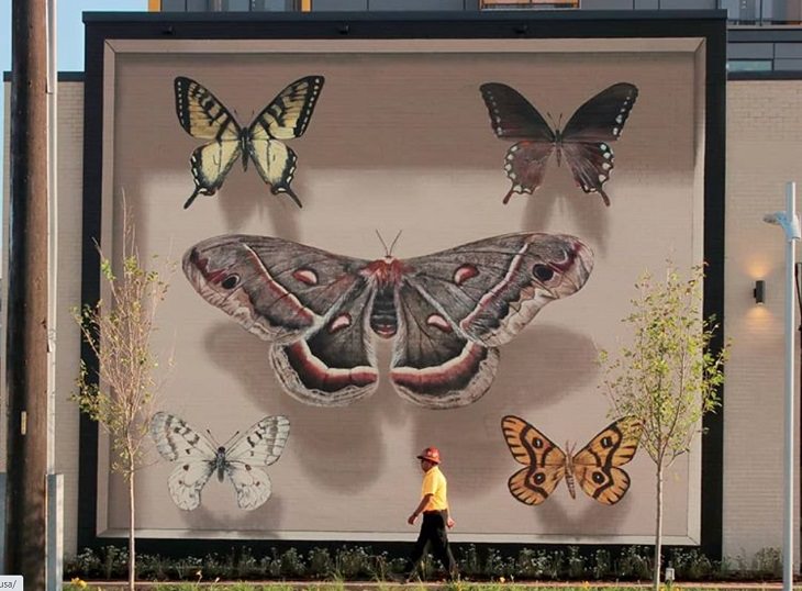 Hyper realistic butterfly specimen exhibits and displays painted as murals by street artist Mantra across the world, The Indiana Collection