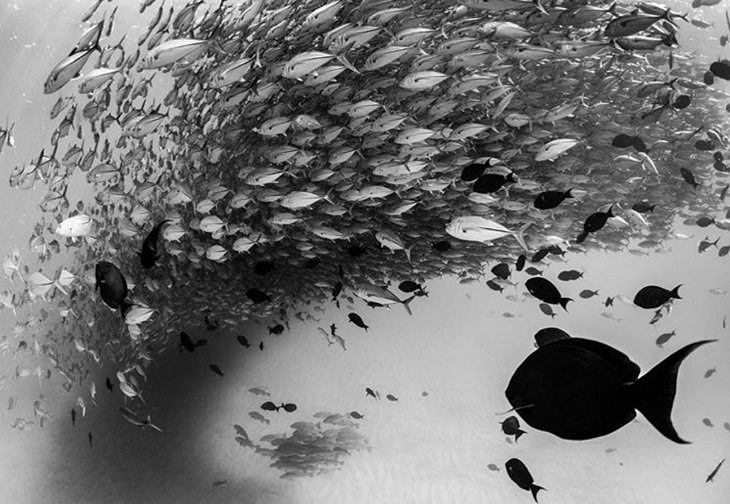 Black and white underwater photography of ocean animals by Christian Vizl, school of fishes swimming in a current