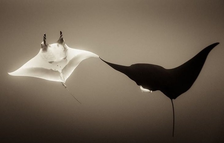 Black and white underwater photography of ocean animals by Christian Vizl, giant mantas touching wing tips