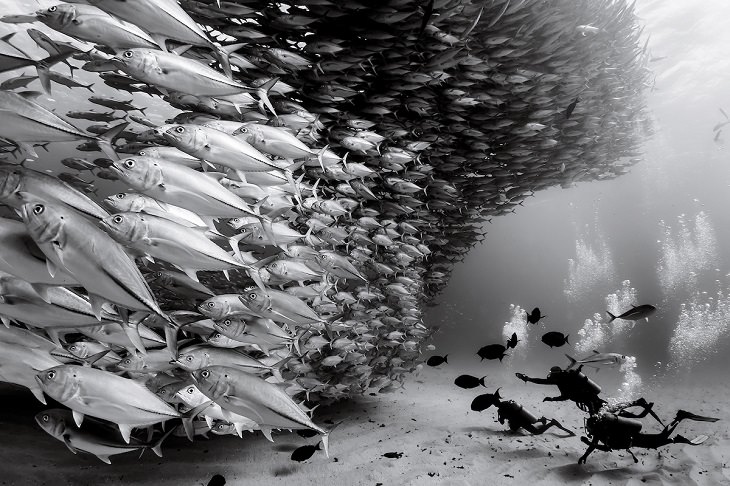 Christian Vizl's Black and White Underwater Photos