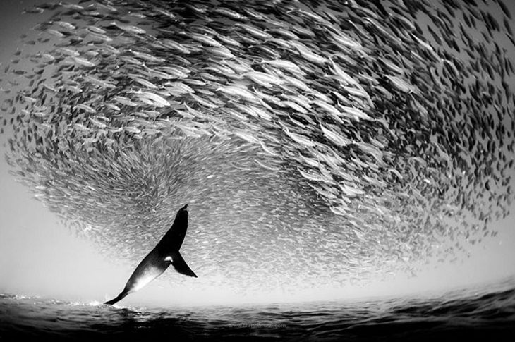 Black and white underwater photography of ocean animals by Christian Vizl, sea lion hunting bait ball of mackerel