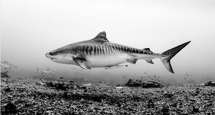 Black and white underwater photography of ocean animals by Christian Vizl, tiger shark