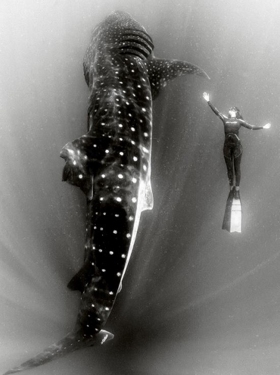 Black and white underwater photography of ocean animals by Christian Vizl, swimming with a whale shark