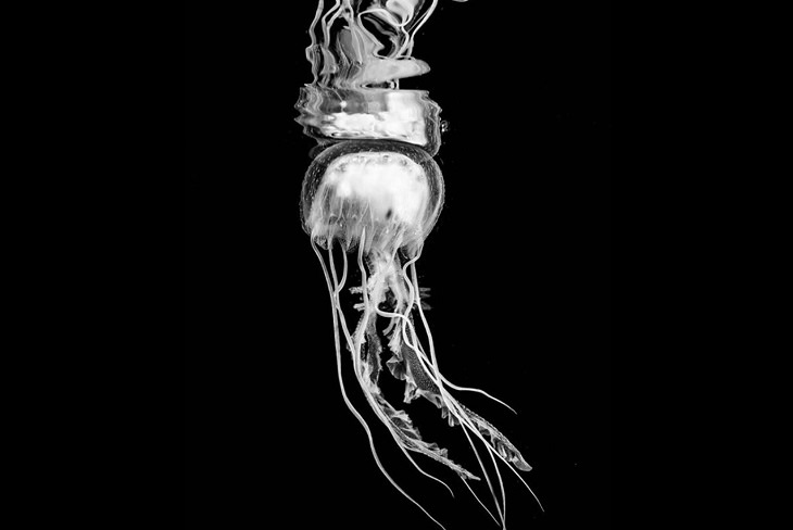 Black and white underwater photography of ocean animals by Christian Vizl, jellyfish