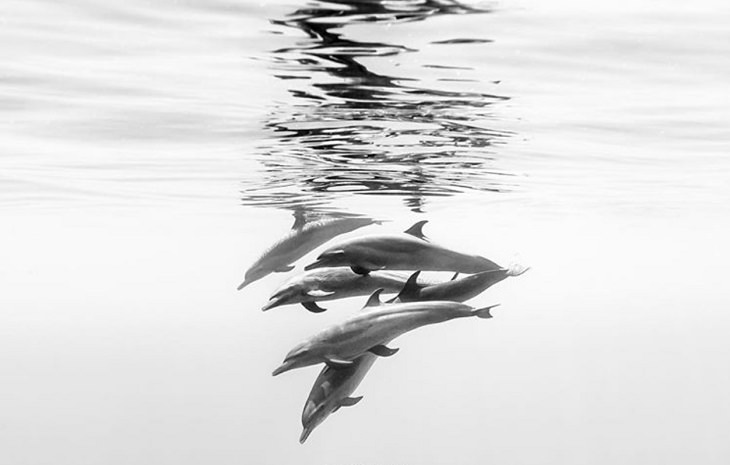 Black and white underwater photography of ocean animals by Christian Vizl, Wild dolphins