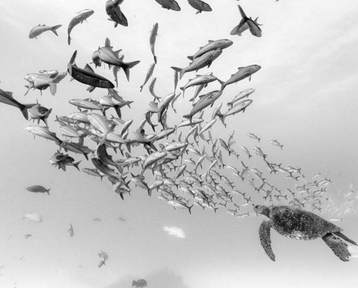 Black and white underwater photography of ocean animals by Christian Vizl, sea turtle swimming with a school of fishes