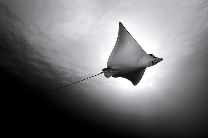 Black and white underwater photography of ocean animals by Christian Vizl, string ray