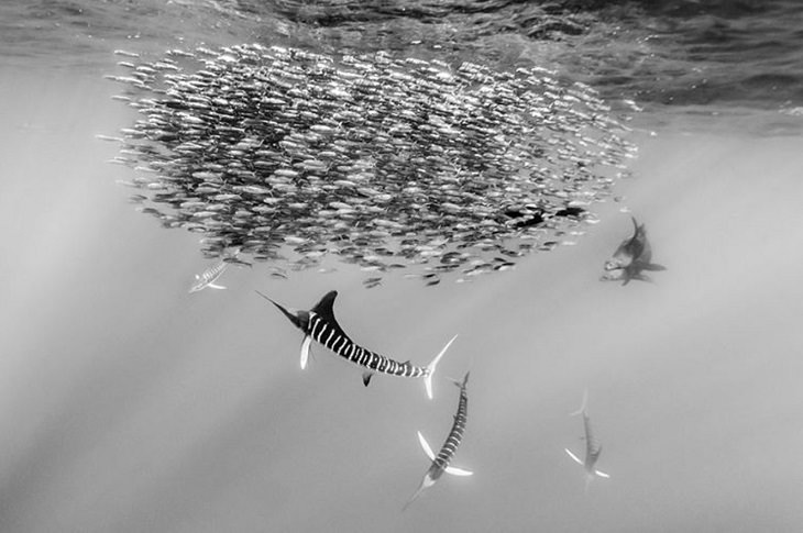 Black and white underwater photography of ocean animals by Christian Vizl, striped marlins hunting