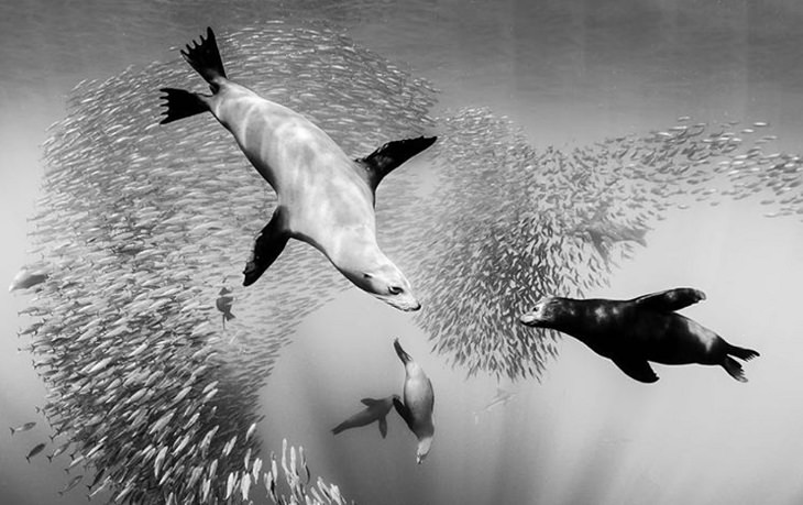 Christian Vizl's Black and White Underwater Photos