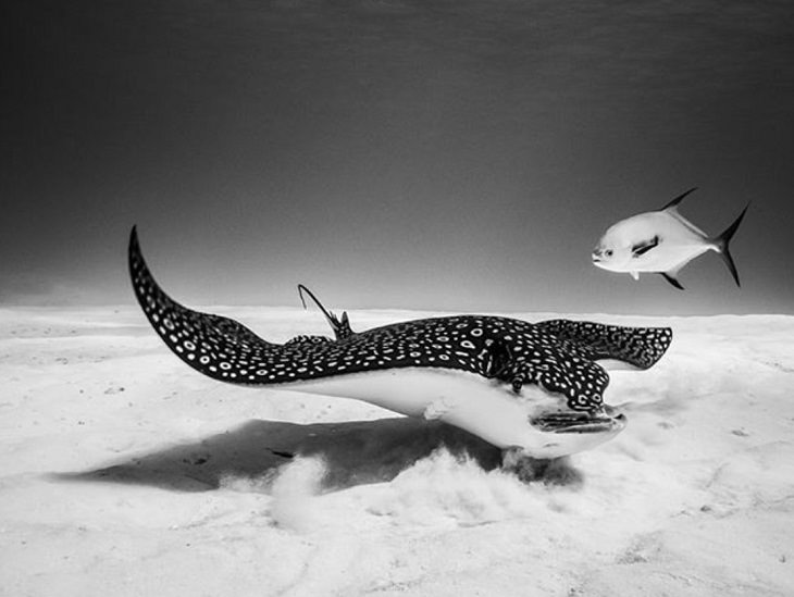 Black and white underwater photography of ocean animals by Christian Vizl, Spotted eagle ray swims with fish at the reefs of Cozumel