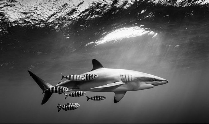 Black and white underwater photography of ocean animals by Christian Vizl, silkie shark swimming with pilot fish