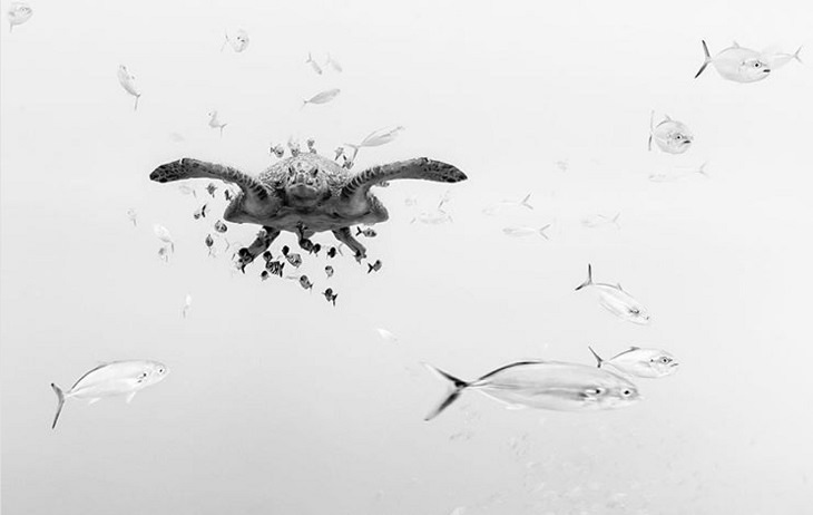 Black and white underwater photography of ocean animals by Christian Vizl, sea turtle swimming with fishes in Ixtapa, Mexico