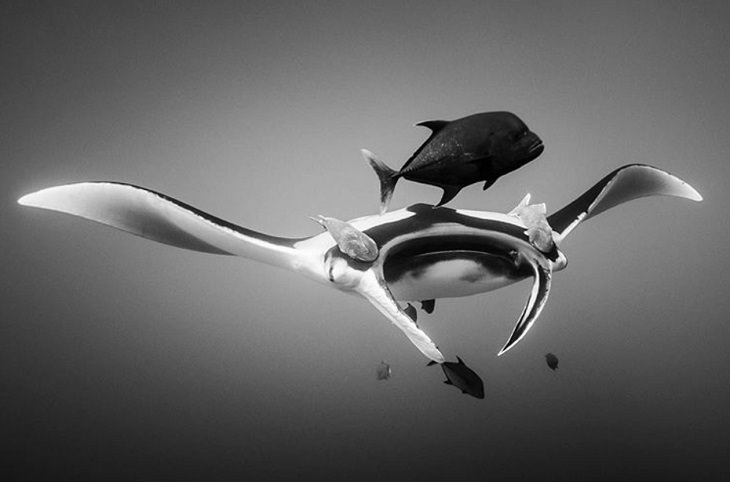 Black and white underwater photography of ocean animals by Christian Vizl, giant manta swimming with fish