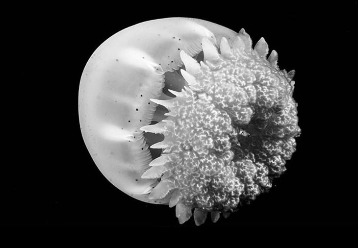 Black and white underwater photography of ocean animals by Christian Vizl, jellyfish close up