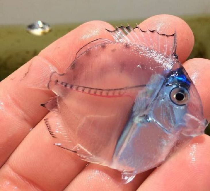 Pictures of natural wonders, powerful phenomenon and oddities in nature, a translucent blue tang fish