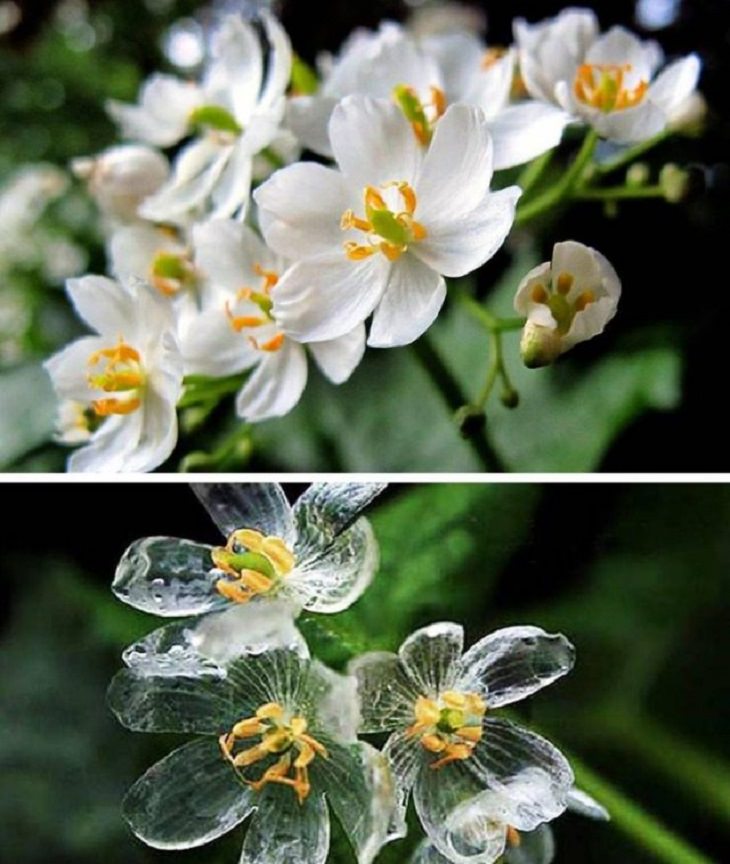 Pictures of natural wonders, powerful phenomenon and oddities in nature, The Skeleton flower, with petals that become translucent when it rains