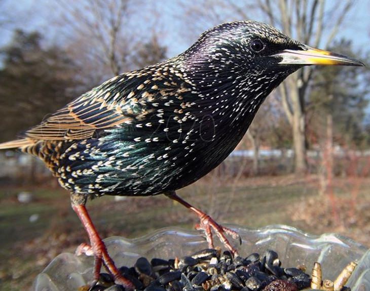 Photographs of different species of birds caught on camera by Lisa AKA Ostdrossel, using a camera attached to her bird feeder, the European Starling