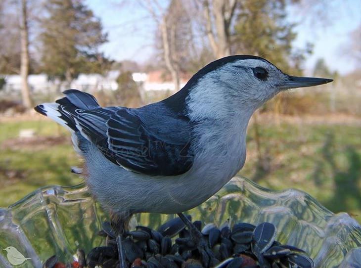 Photographs of different species of birds caught on camera by Lisa AKA Ostdrossel, using a camera attached to her bird feeder, White-Breasted Nuthatch