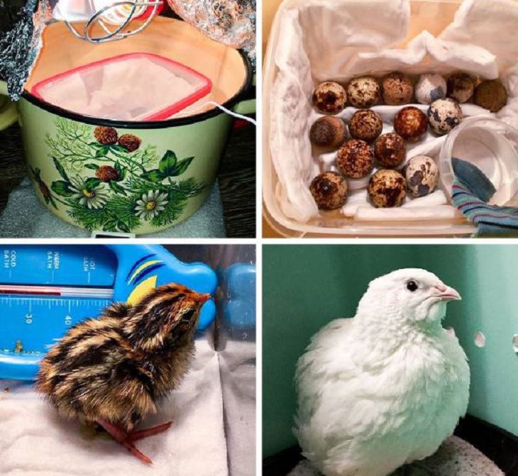 Pictures of natural wonders, powerful phenomenon and oddities in nature, A couple bought some live eggs and after nearly 3 weeks, found one of them moving, and a chick hatched and grew
