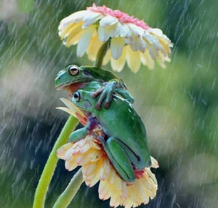 Pictures of natural wonders, powerful phenomenon and oddities in nature, two frogs huddle together under flowers to avoid rain