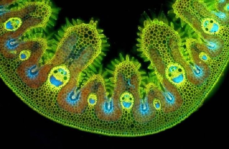 Pictures of natural wonders, powerful phenomenon and oddities in nature, The cross section of a cell of grass, viewed under a microscope