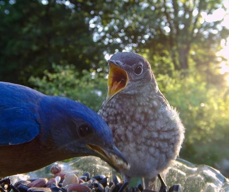 Photographs of different species of birds caught on camera by Lisa AKA Ostdrossel, using a camera attached to her bird feeder, A baby Bluebird