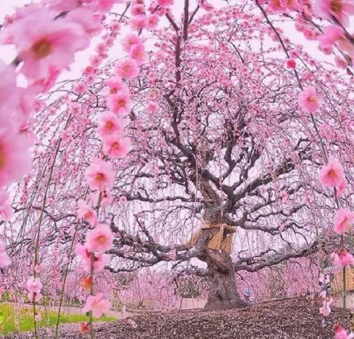 Pictures of natural wonders, powerful phenomenon and oddities in nature, 200 year old cherry blossom tree in Japan