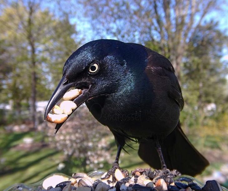 Photographs of different species of birds caught on camera by Lisa AKA Ostdrossel, using a camera attached to her bird feeder, Common Grackle
