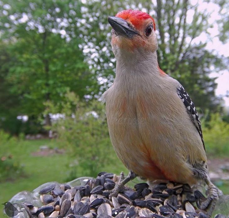 Photographs of different species of birds caught on camera by Lisa AKA Ostdrossel, using a camera attached to her bird feeder, Peanut, the resident Red-bellied Woodpecker