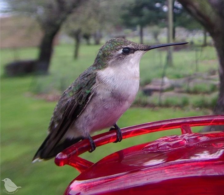Photographs of different species of birds caught on camera by Lisa AKA Ostdrossel, using a camera attached to her bird feeder, female Ruby-throated Hummingbird