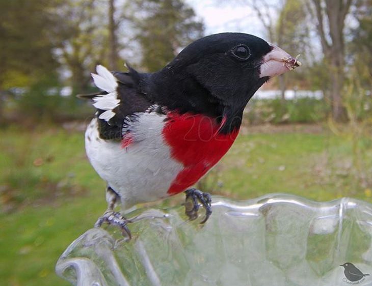 Photographs of different species of birds caught on camera by Lisa AKA Ostdrossel, using a camera attached to her bird feeder, male Rose-Breasted Grosbeak