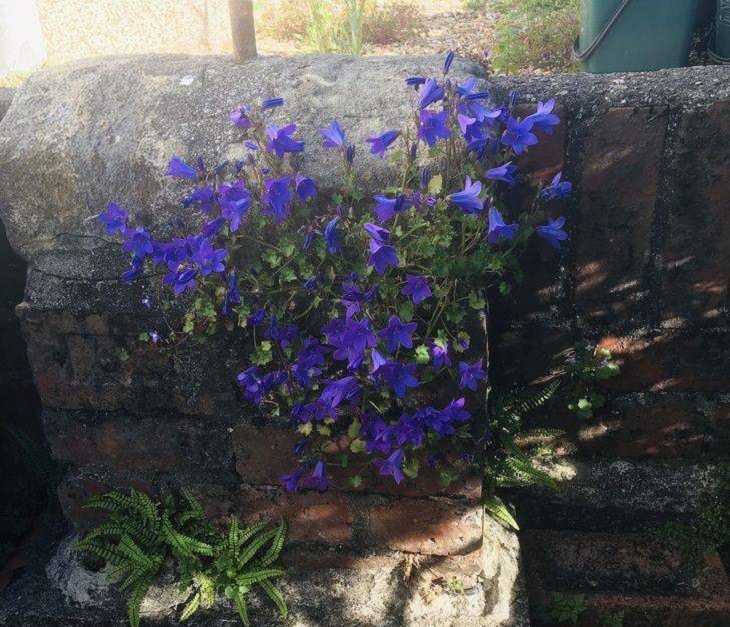 Pictures of natural wonders, powerful phenomenon and oddities in nature, blue flowers bloom from a brick wall