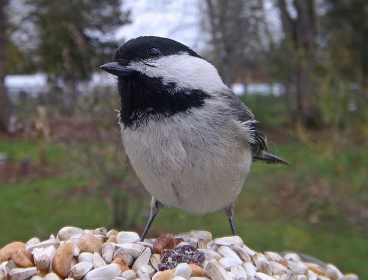 Photographs of different species of birds caught on camera by Lisa AKA Ostdrossel, using a camera attached to her bird feeder, Black-capped Chickadee