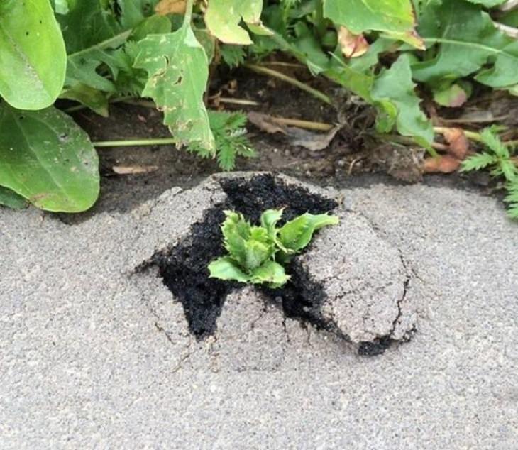 Pictures of natural wonders, powerful phenomenon and oddities in nature, plant grows through a crack in the road