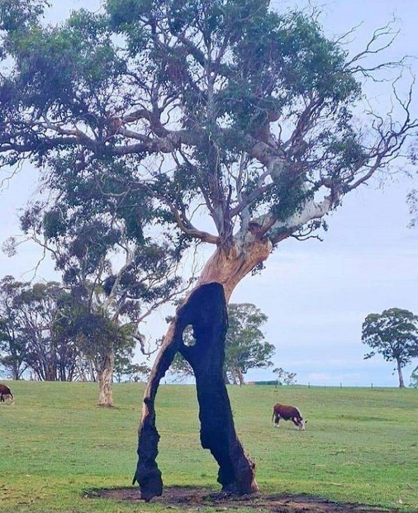 Pictures of natural wonders, powerful phenomenon and oddities in nature, tree burnt in a bushfire that continued to grow