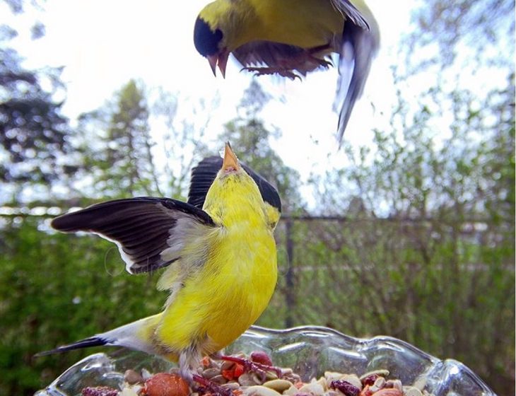 Photographs of different species of birds caught on camera by Lisa AKA Ostdrossel, using a camera attached to her bird feeder, Two Goldfinches squabble